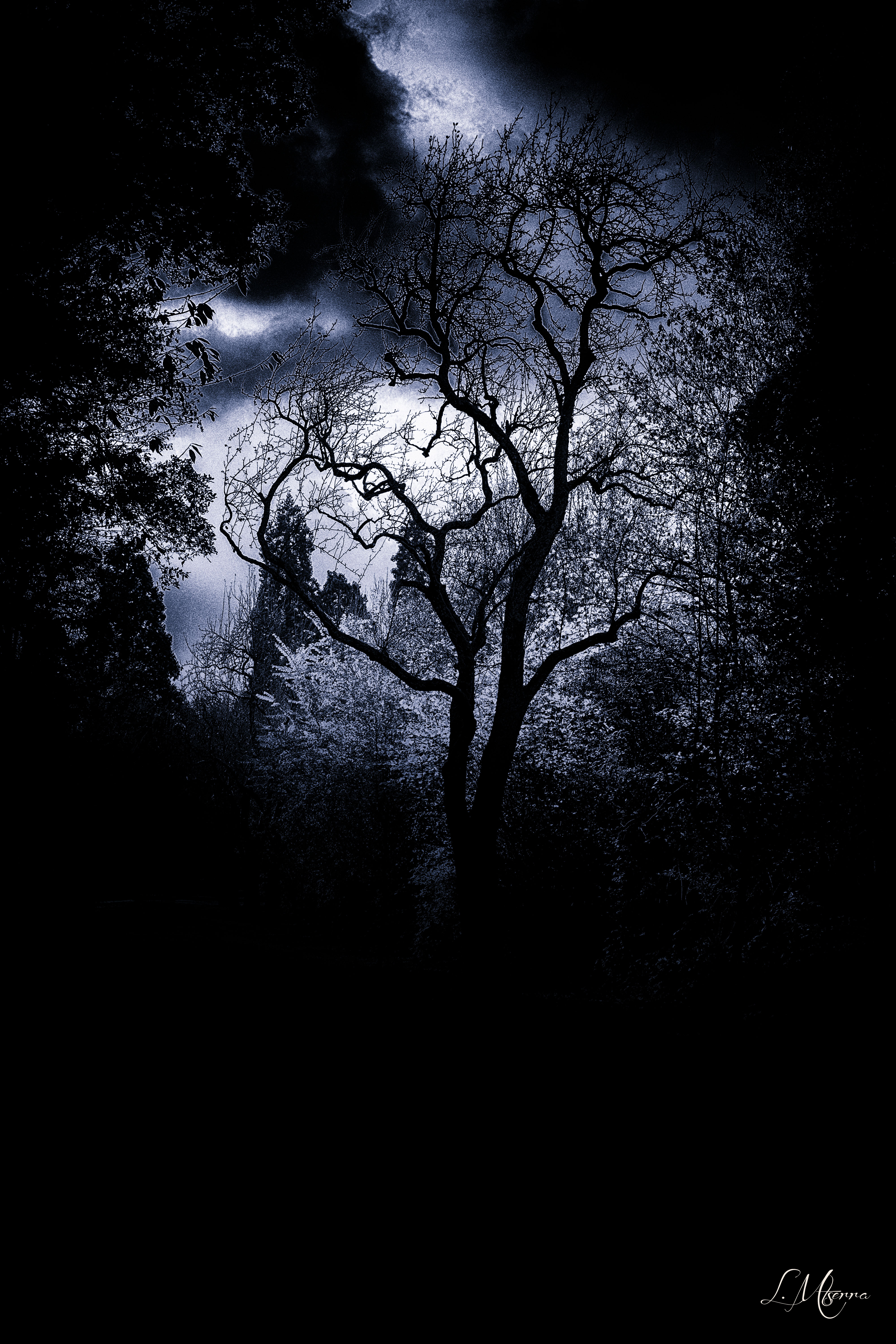 See the heavens beyond the forest