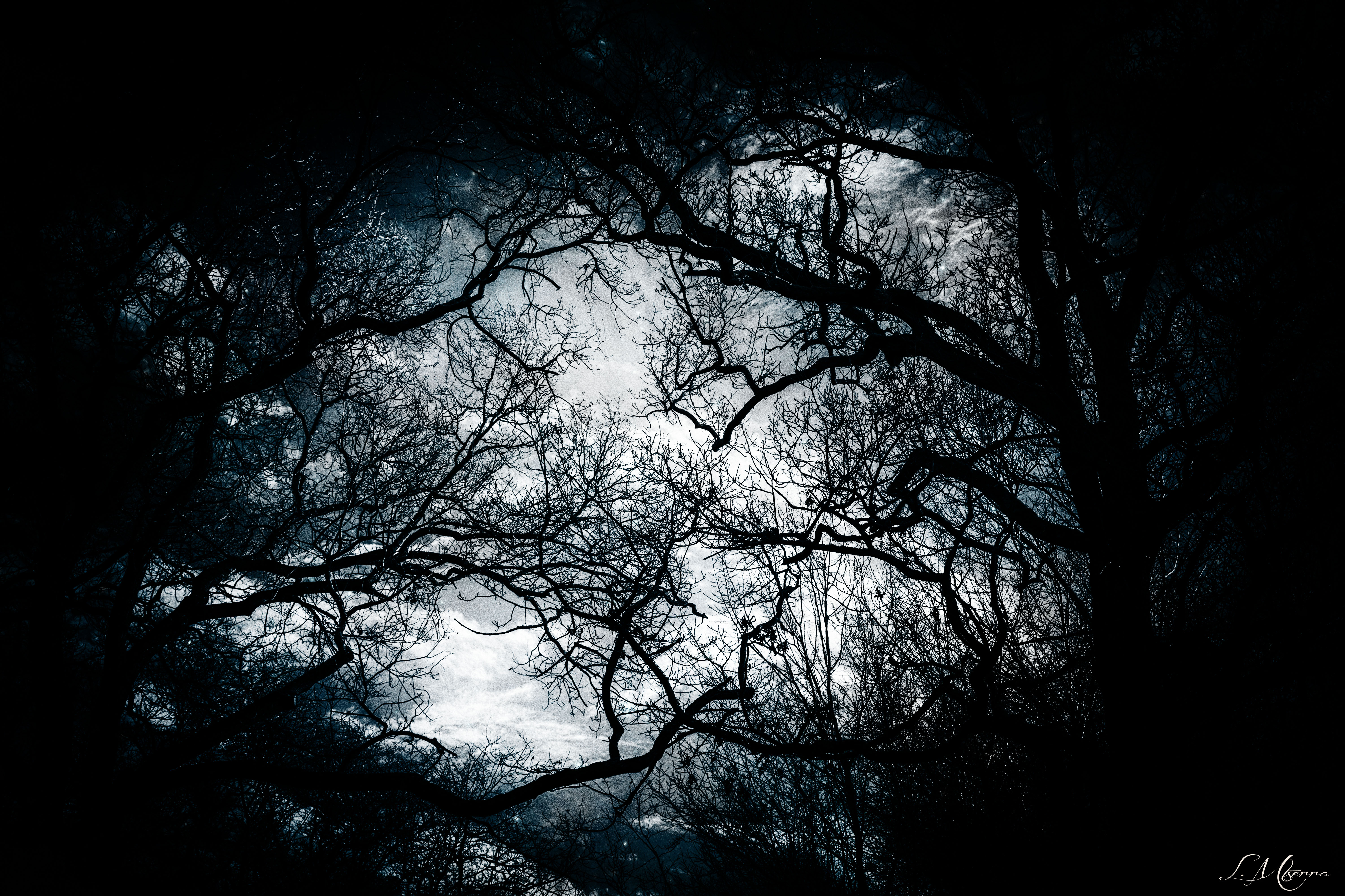 Through the branches to the sky