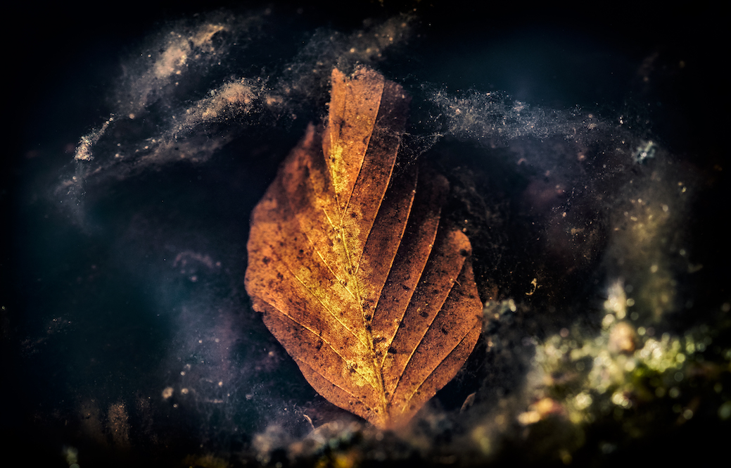 Autumn leaves