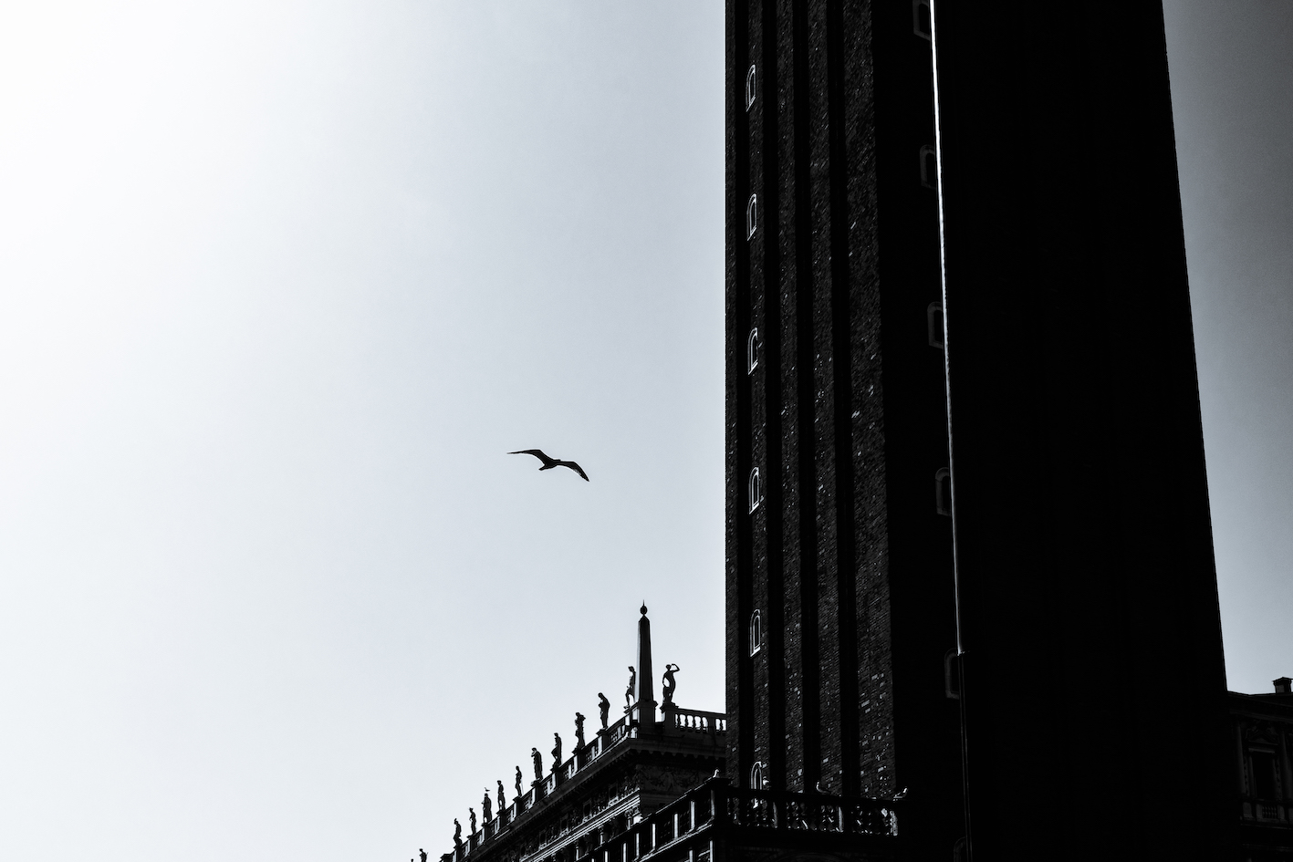 A grey gull lost its fear and flew down to her