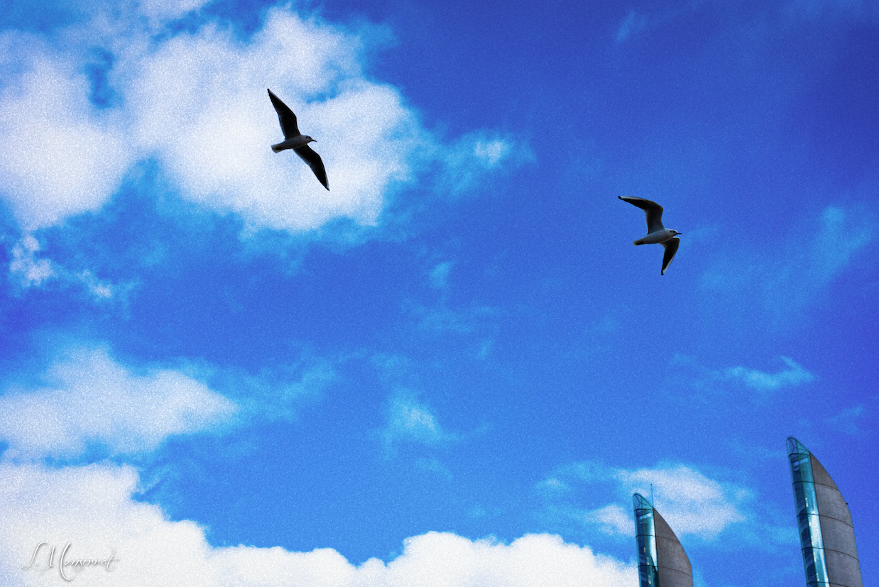 Les oiseaux de Bordeaux