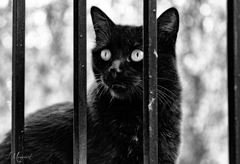 La liberté des interstices